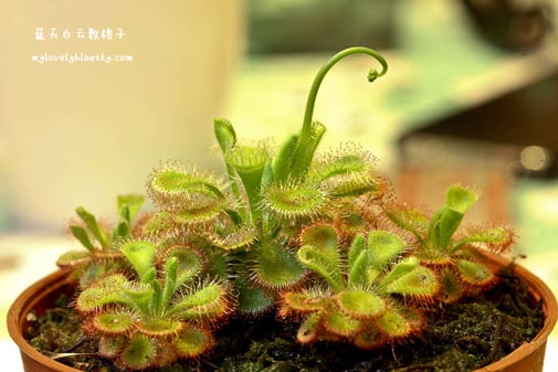 20110530_Carnivorous_plant_19