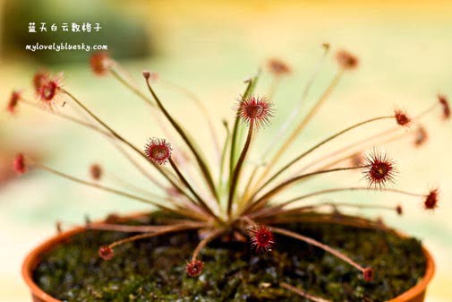 20110530_Carnivorous_plant_21