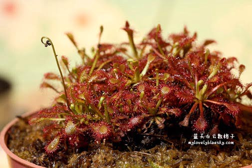 20110530_Carnivorous_plant_23
