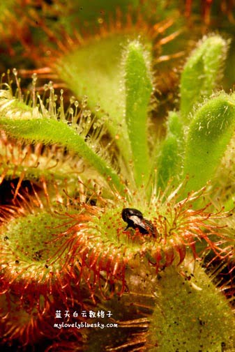 20110530_Carnivorous_plant_7