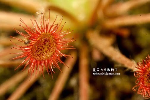 20110530_Carnivorous_plant_8