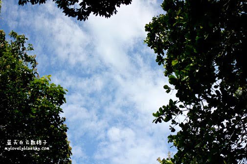 20110716_Tree_Monkey_0071