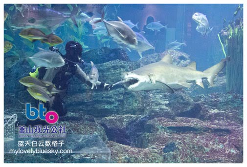 Busan Aquarium 