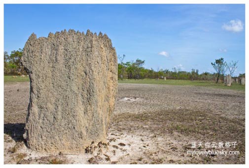  Magnetic Termite Mounds