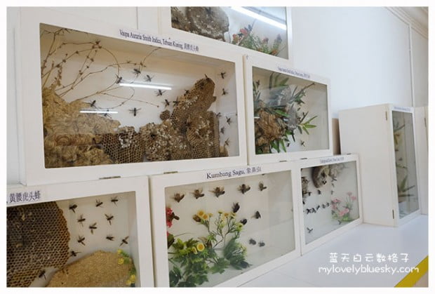 马六甲旅游：世界蜜蜂博物馆