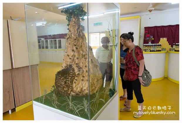 马六甲旅游：世界蜜蜂博物馆