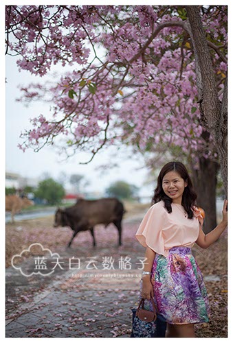 槟城旅游：峇六拜工业区追风铃木“赏樱”