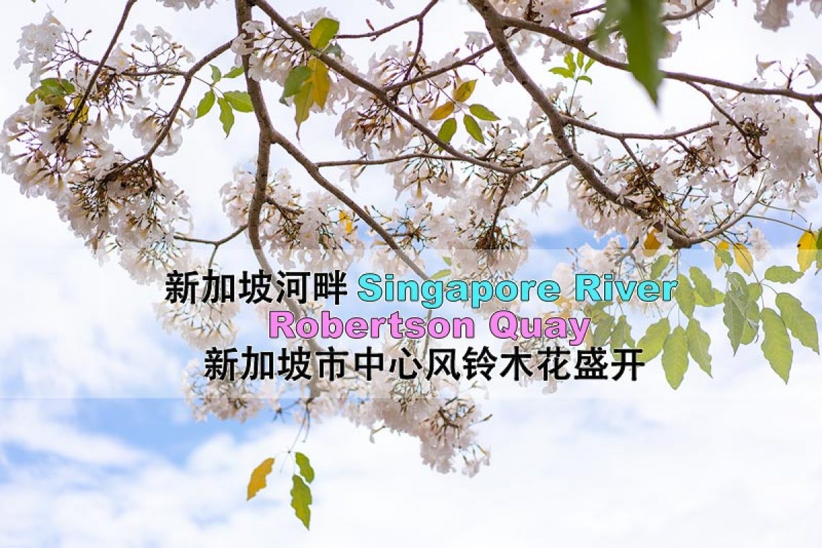 新加坡市中心风铃木花盛开 新加坡河畔robertson Quay 风铃木拍摄心得