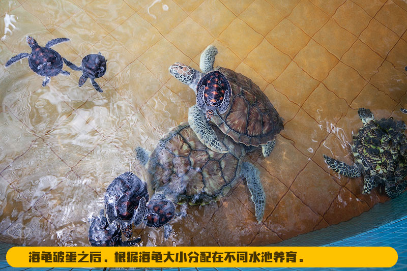 海龟每年3-7月都会到班台 Pasir Panjang 产蛋